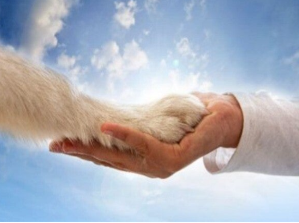 Soin énergétique pour Animaux