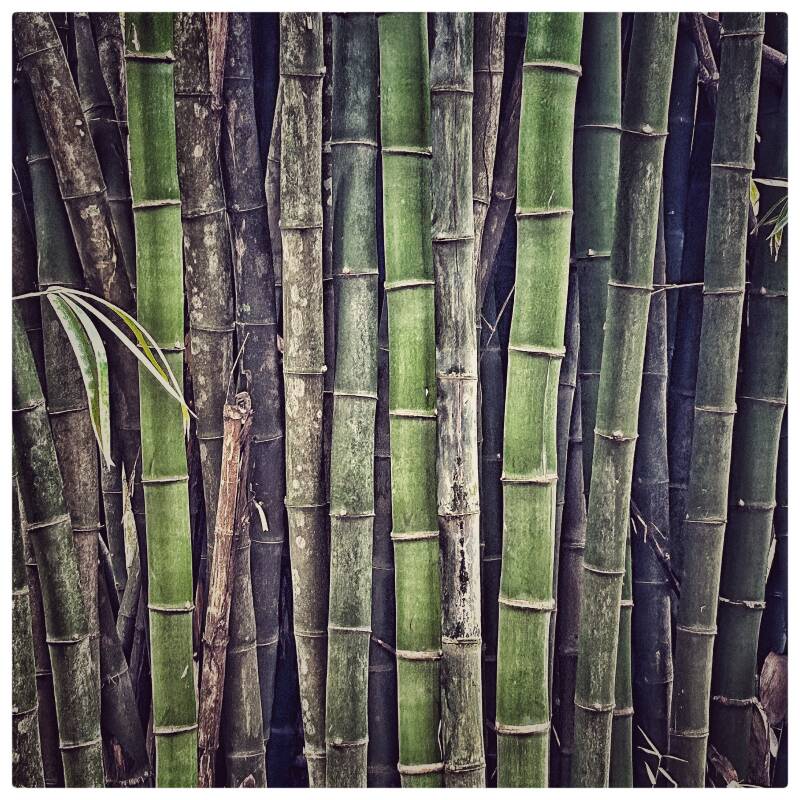 bamboo-gate-standard-v9ythi.jpg