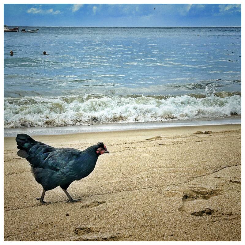 beached-chicken-standard.jpg