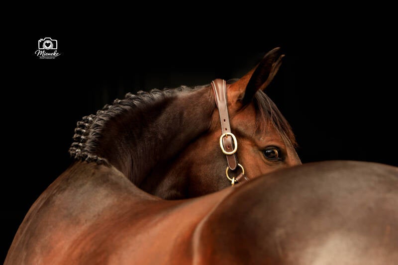Blackfoto van een KWPN paard
