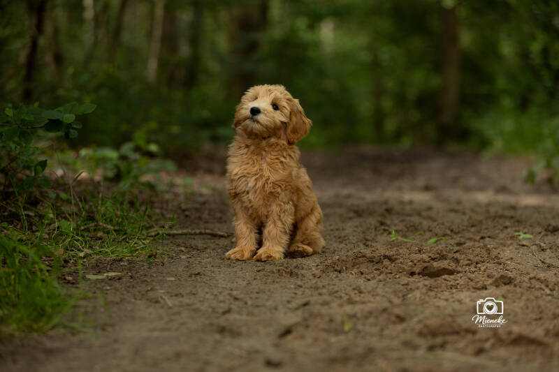 Labradoodle pup