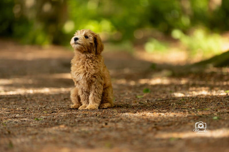 Honden fotograaf