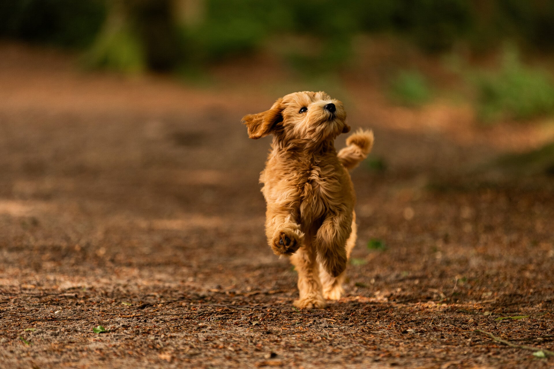 Black background honden fotografie