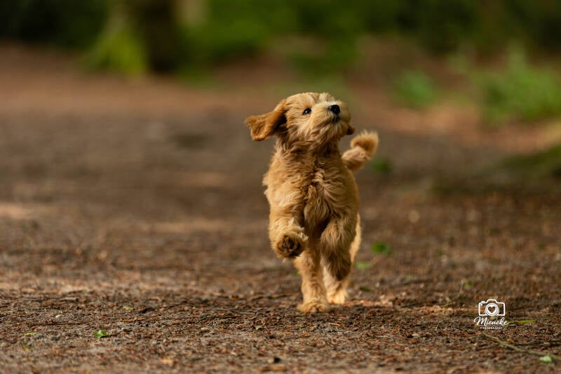 Labradoodle puppy