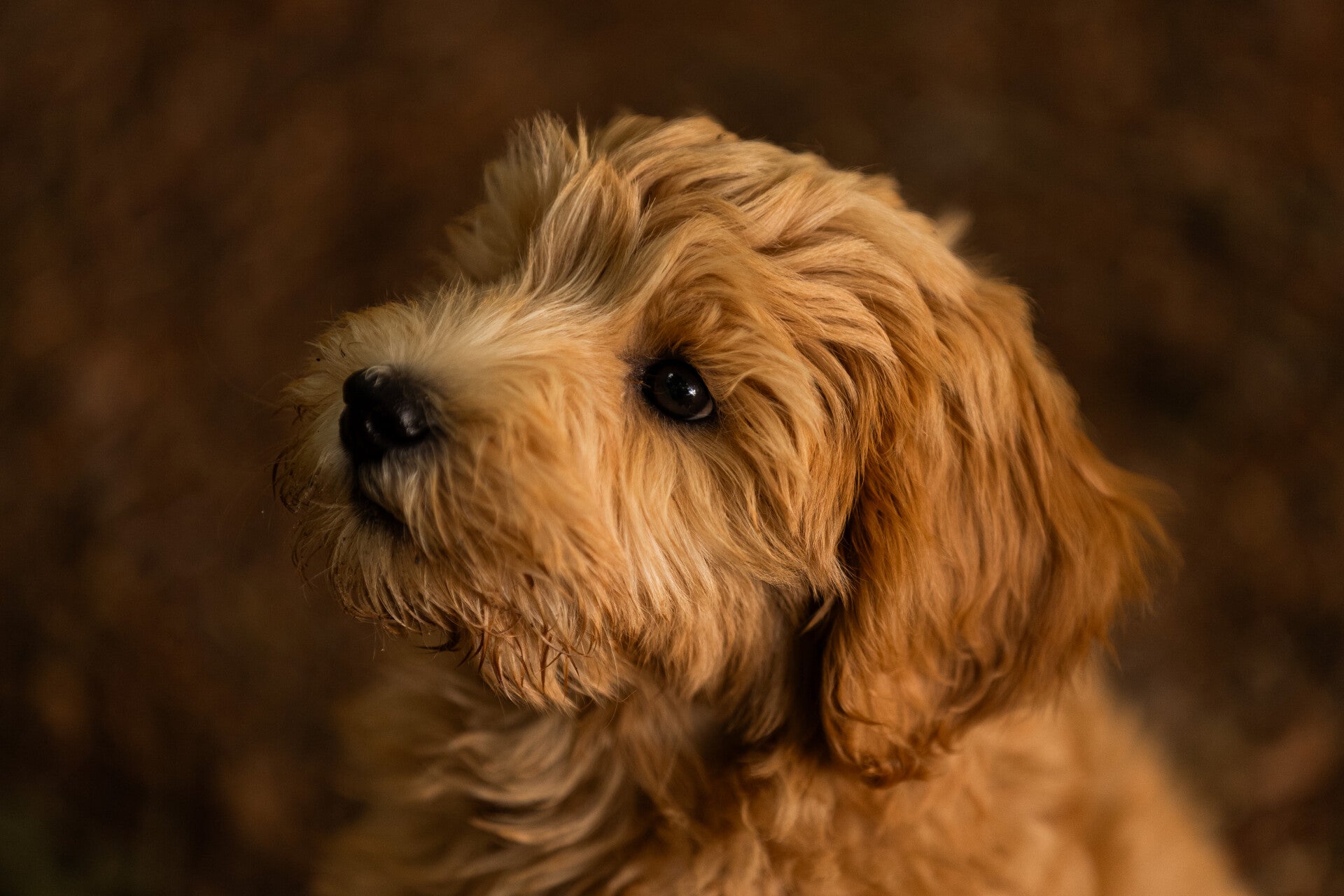 Labradoodle pup tijdens een ontspannen hondenfotoshoot in Friesland