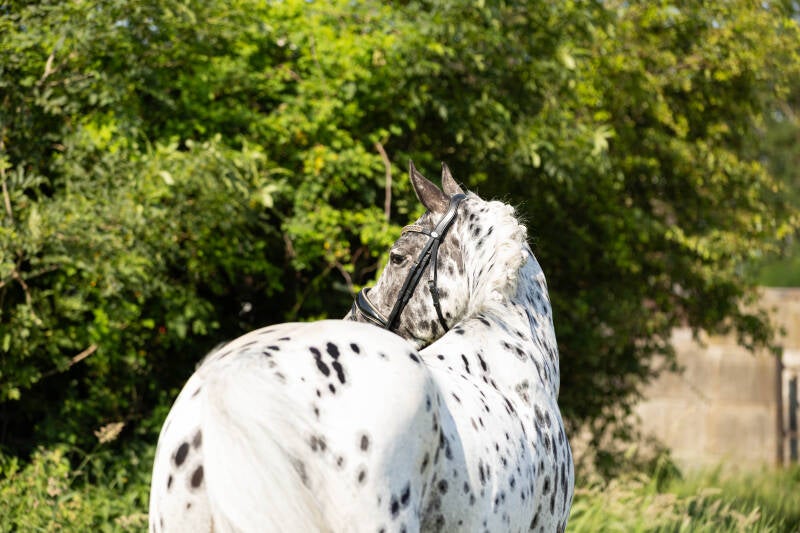 Appaloosa dekhengst