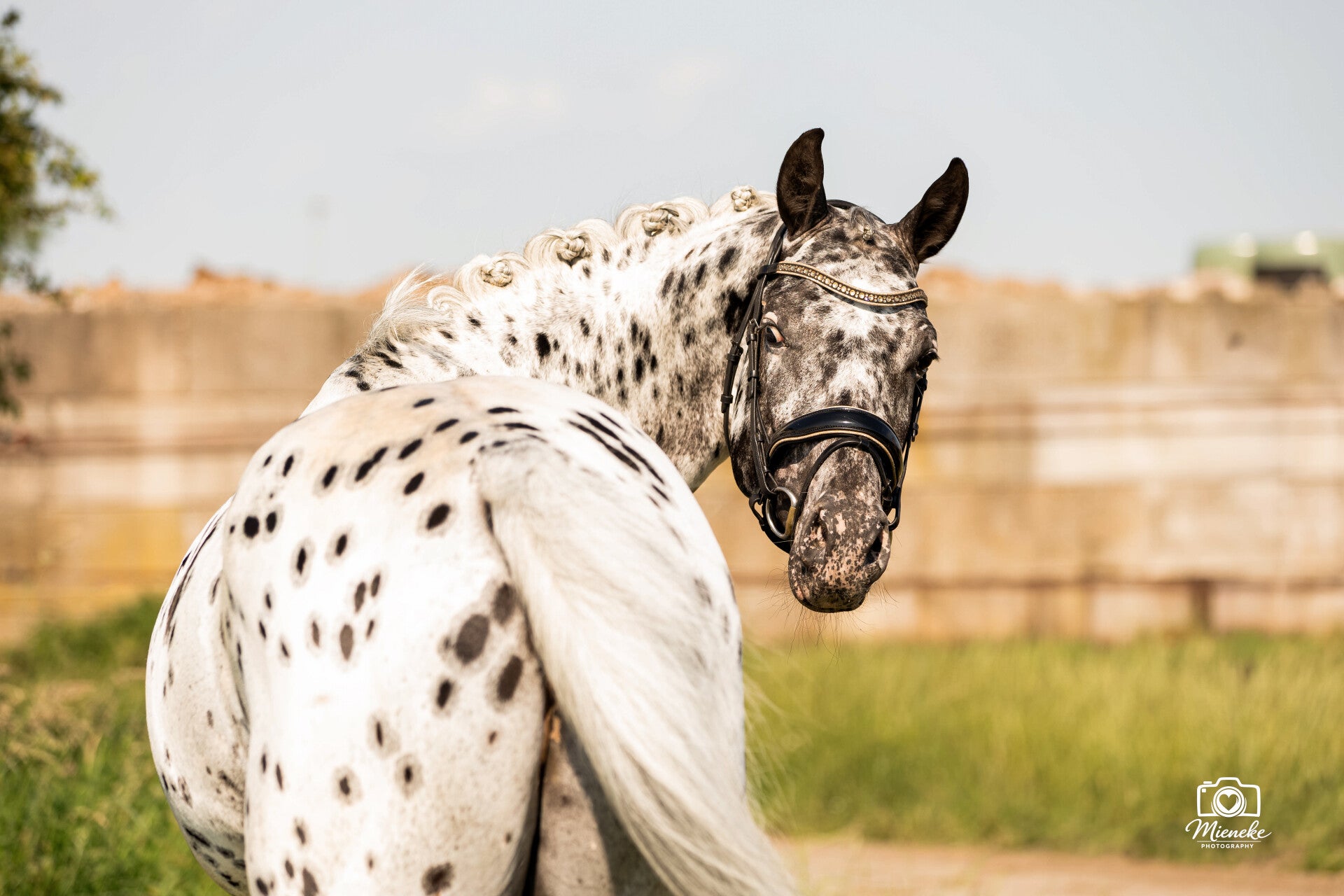 Appaloosa paard gefotografeerd tijdens een natuurlijke fotoshoot in Noord-Nederland.