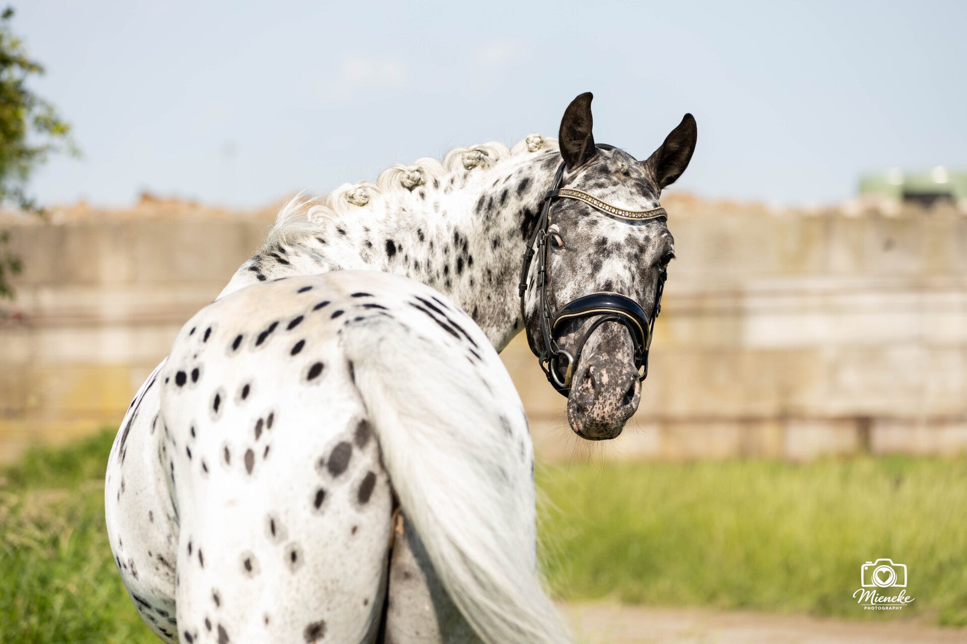 Appaloosa paard gefotografeerd tijdens een natuurlijke fotoshoot in Noord-Nederland.
