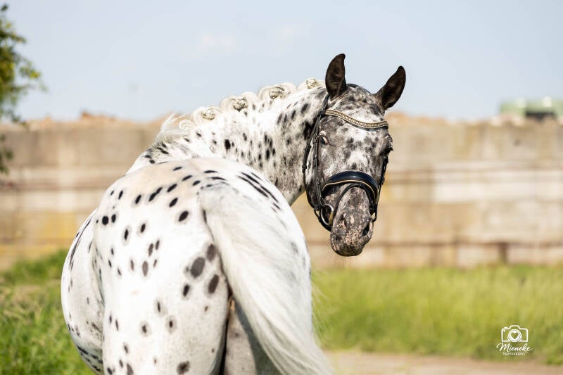 Peru's stables