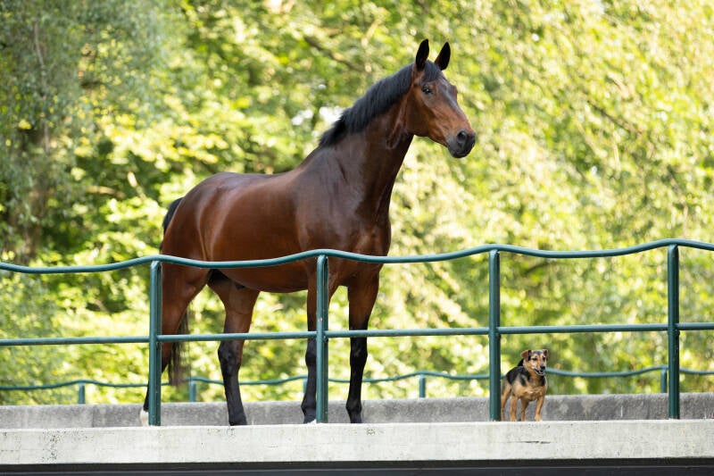 Paard en hond Amsterdamse bossen