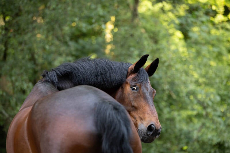 KWPN paard