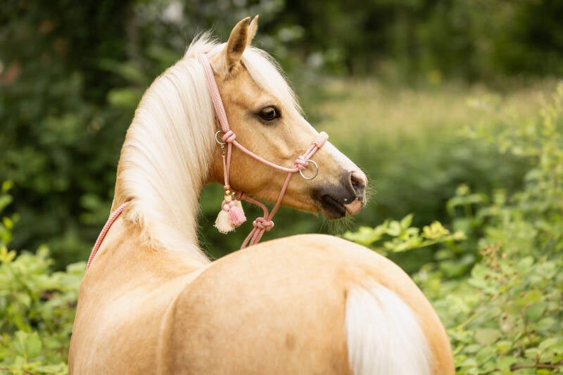 Palomino pony