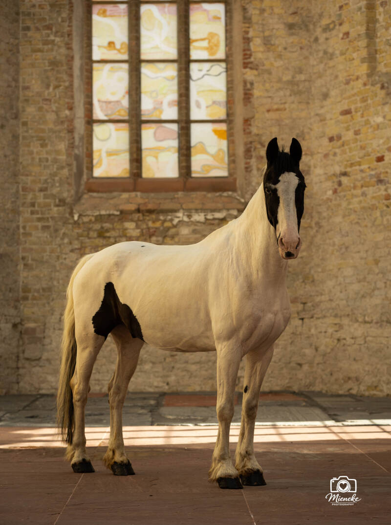 Bont paard fotografie Broerekerk Bolsward