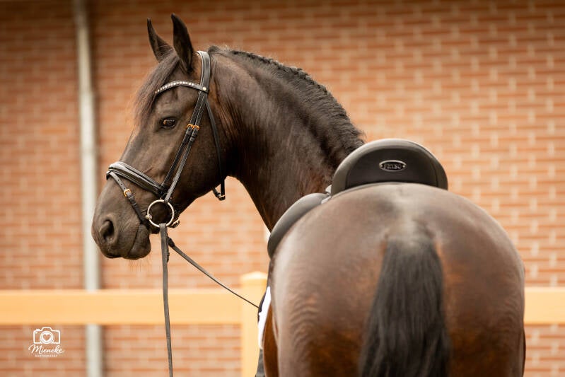 Fries paard