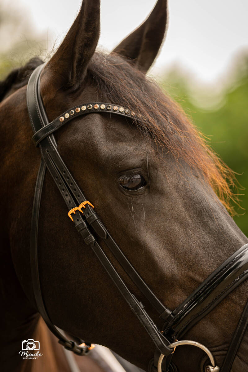 Fries paard