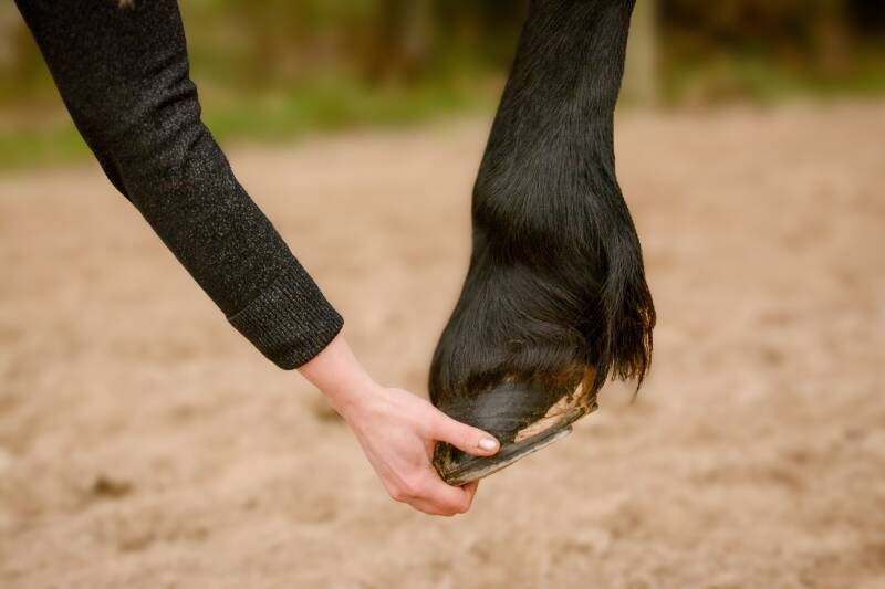 Details fotografie hoef