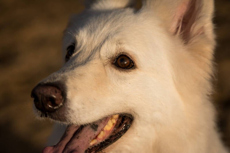Witte herder fotografie