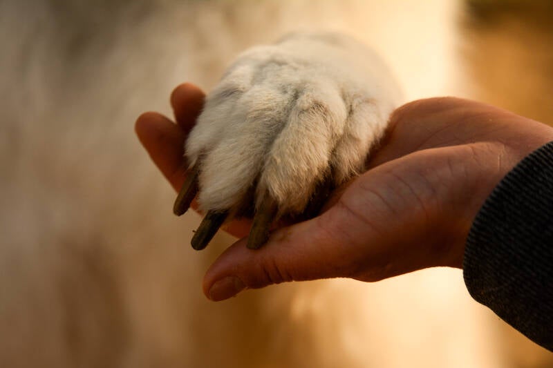 Details hondenpootje fotografie