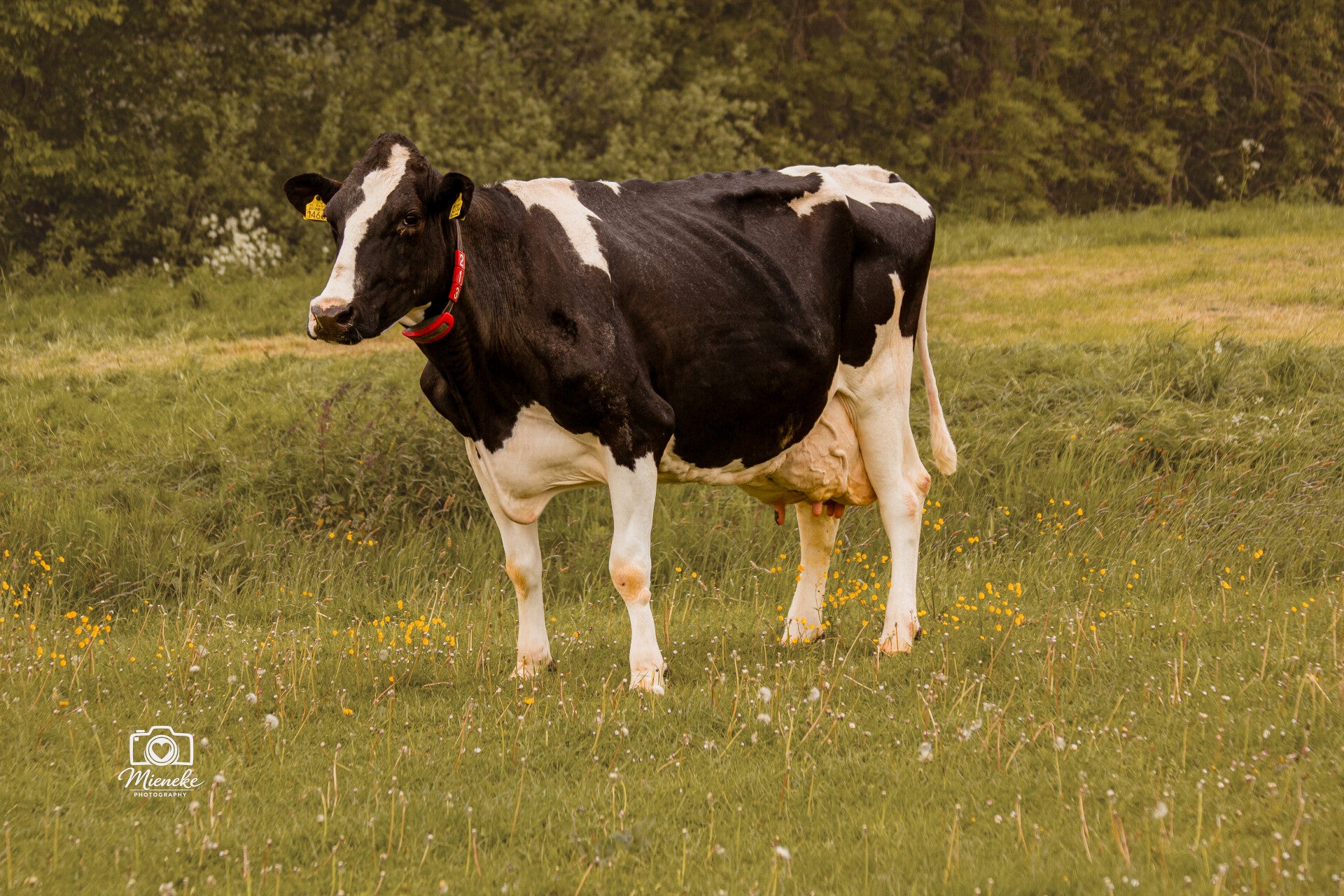 Portret van een zwartbonte koe tijdens een natuurlijke fotoshoot in Friesland