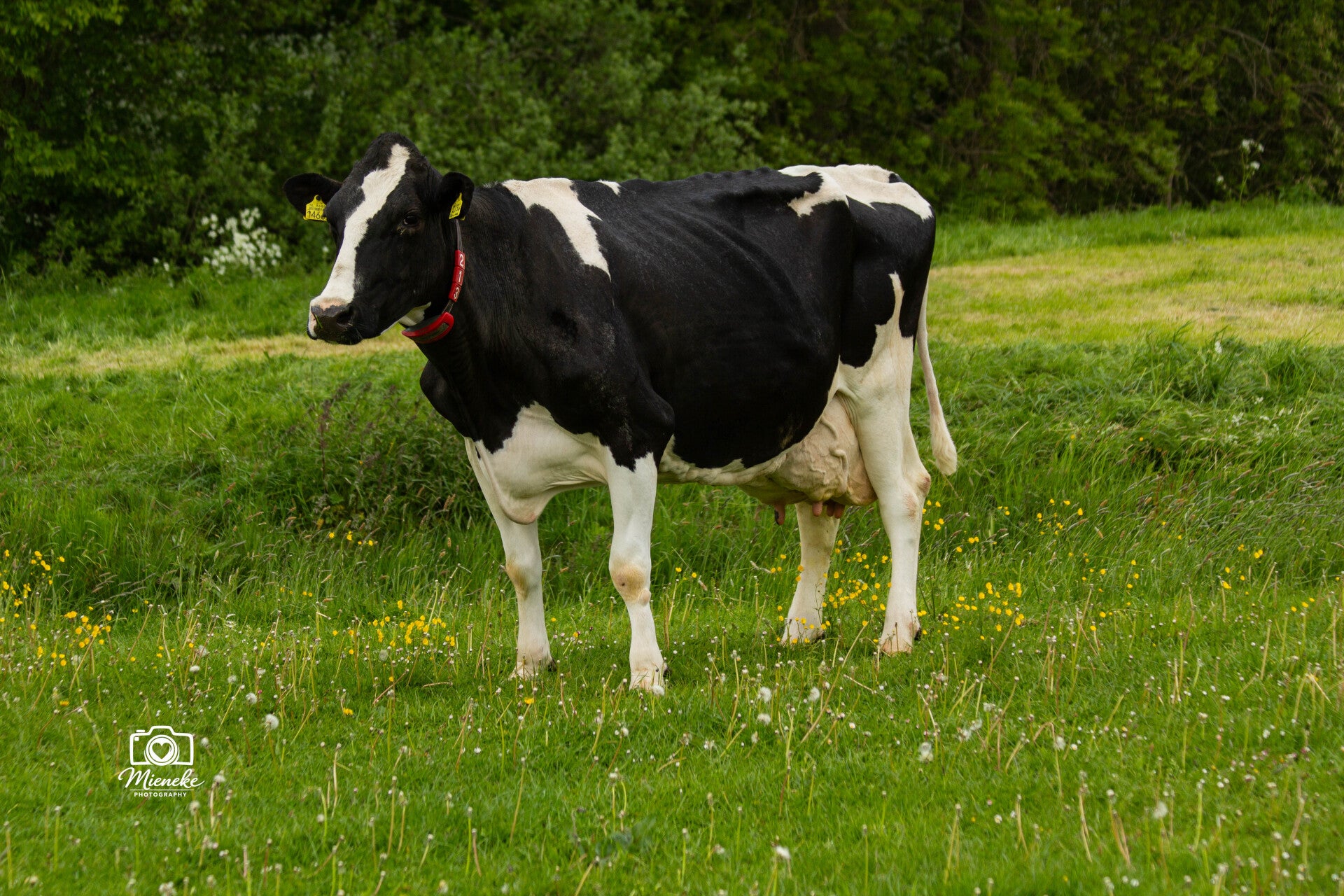 Portret van een zwartbonte koe tijdens een natuurlijke fotoshoot in Friesland