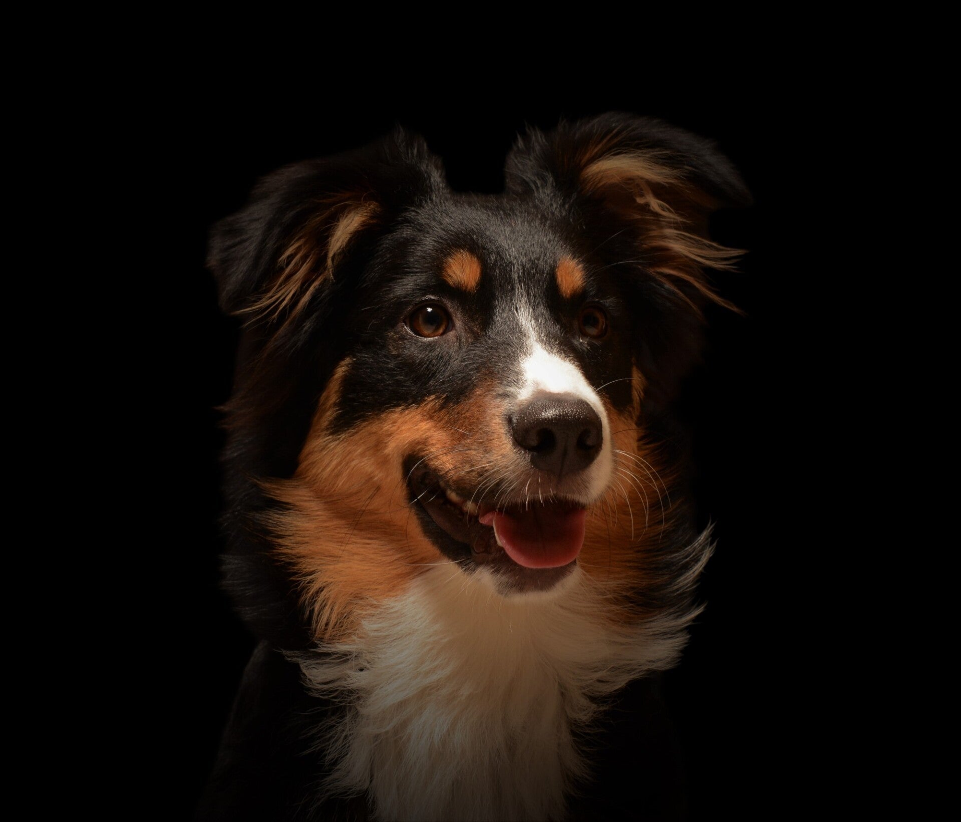 Black background honden fotografie