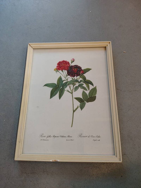 Vintage Botanische Rozenprent ‘Rosier de Van-Eeden’ in Houten Lijs