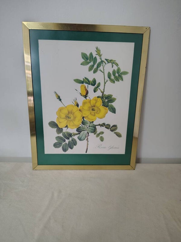 Botanische wanddecoratie met Rosa Eglanteria