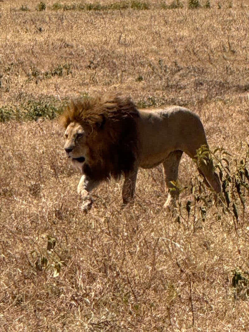 lion-safari-standard-1knbwb.jpg