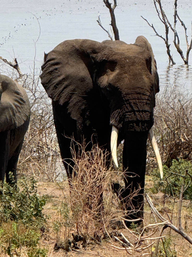 safari-elefant-standard-wq0fjw.jpg