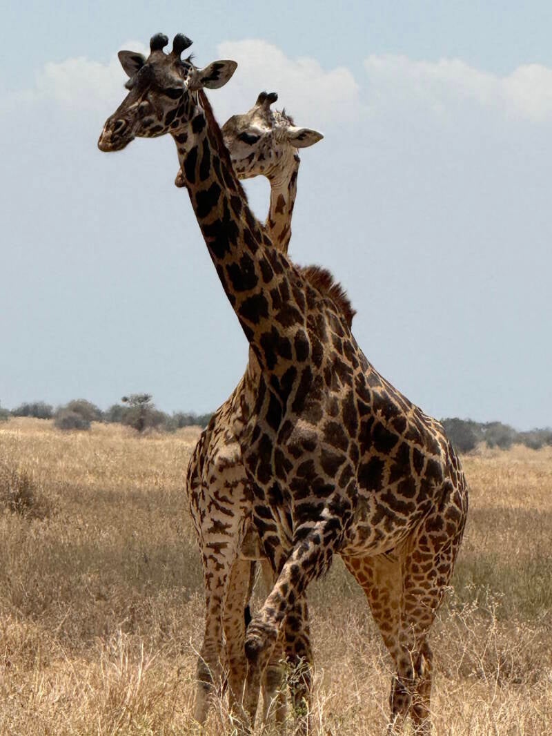 safari-giraffe-standard-et1dom.jpg