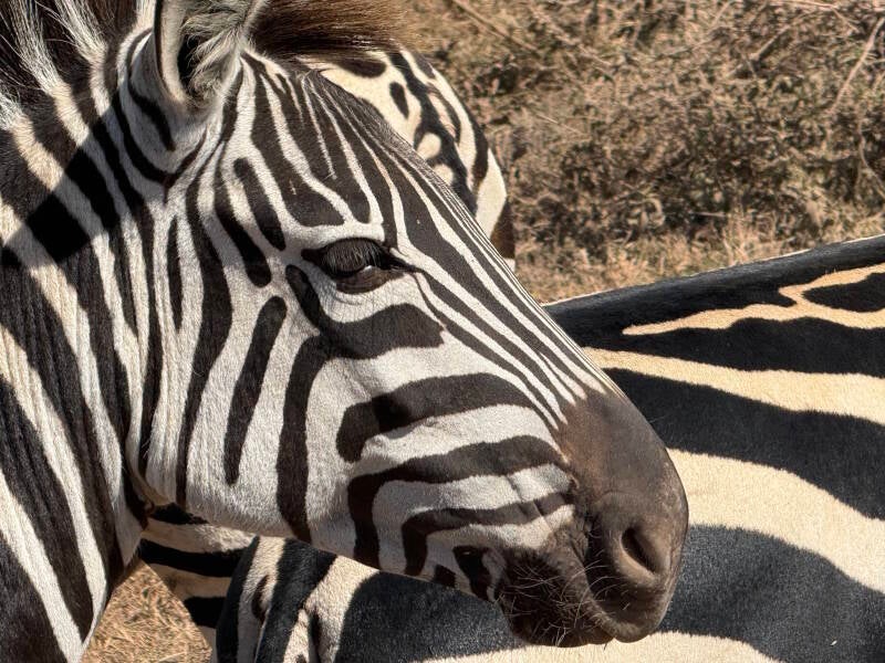 safari-zebra-standard-koxttb.jpg