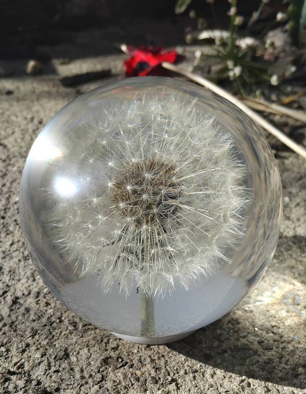 Sulfure fleur de pissenlit naturelle 8 cm