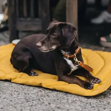 Reisdeken voor honden met kompasdesign