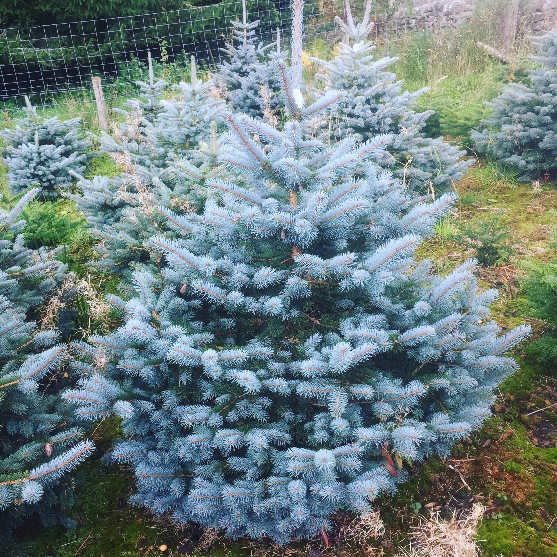 Blue Spruce  175cm - 200cm