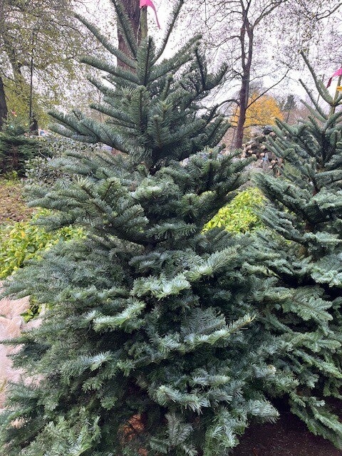 Noble Fir 200cm - 225cm