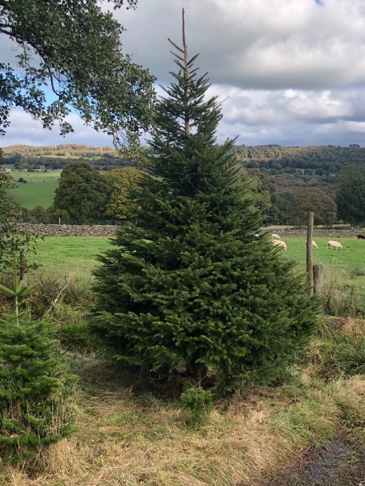 Norway Spruce 225cm - 250cm (7-8ft)