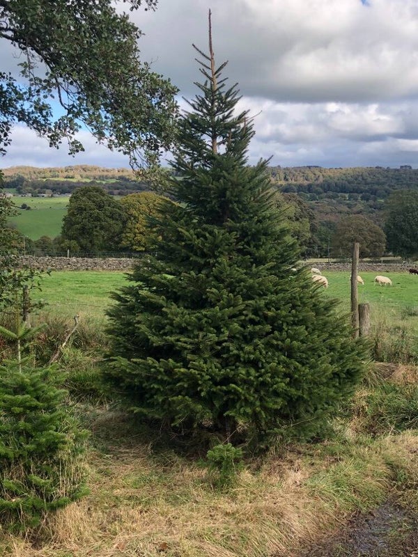 Norway Spruce 250cm - 275cm (8-9ft)