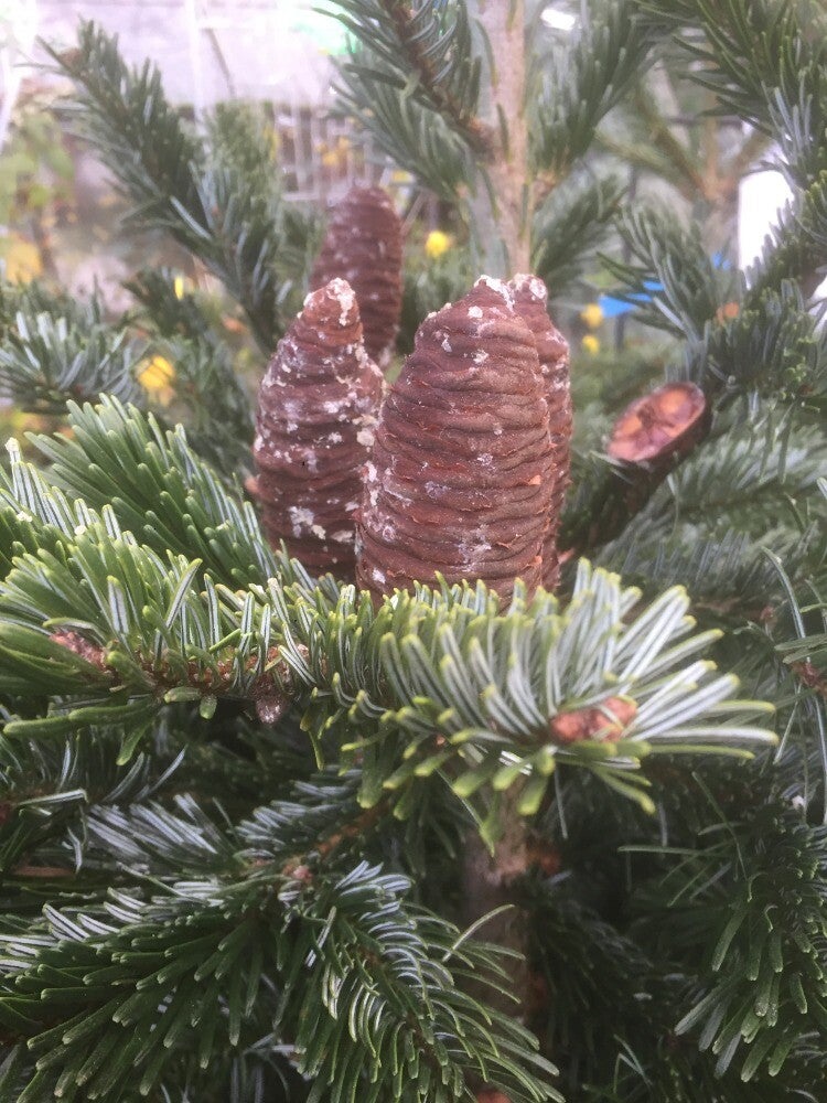 100 cm - 125 cm korean Fir