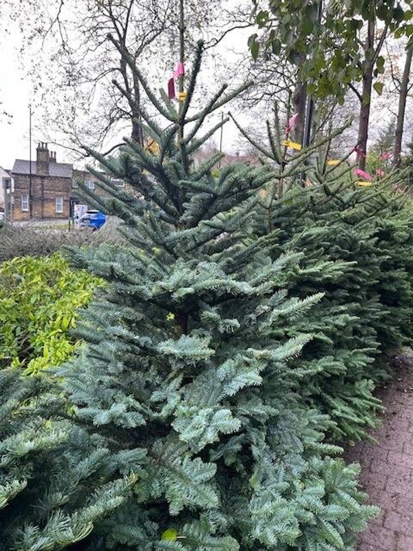 Noble Fir 150cm - 175cm