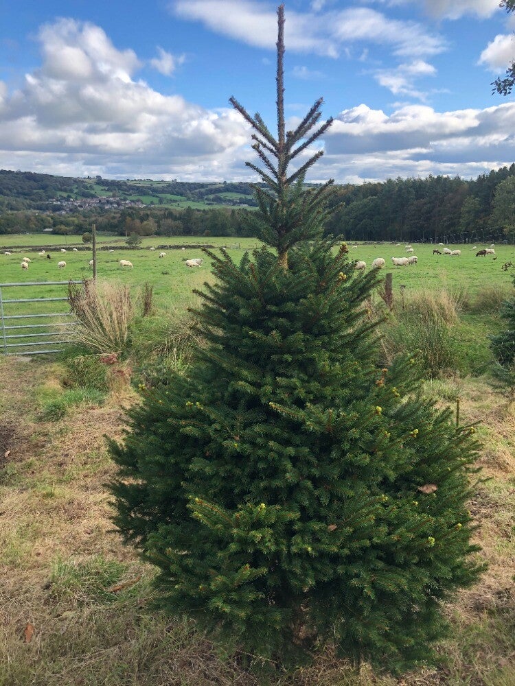Norway  Spruce 175cm - 200cm