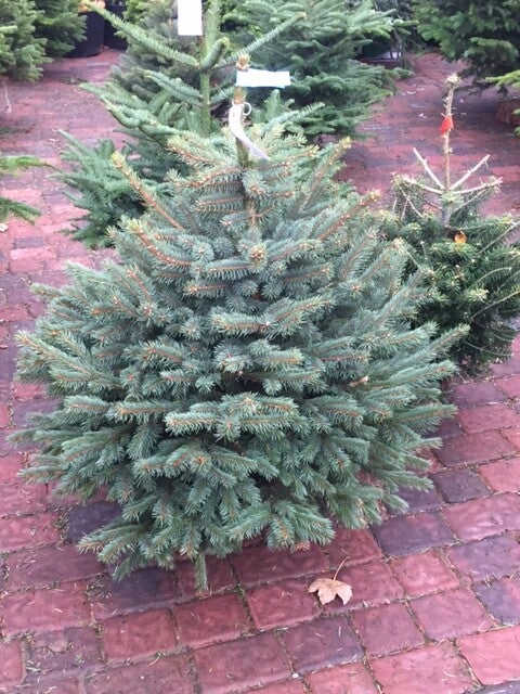 Blue Spruce  150cm - 175cm
