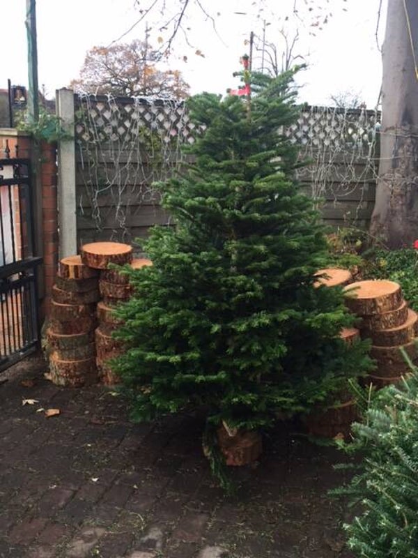 Nordmann Fir 225cm - 250cm