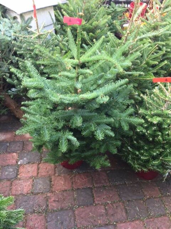 Noble Fir 100 cm - 125 cm