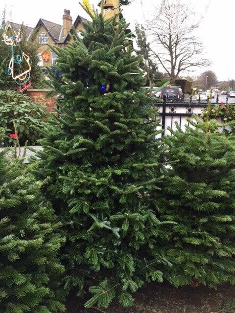 Noble Fir 225cm - 250cm