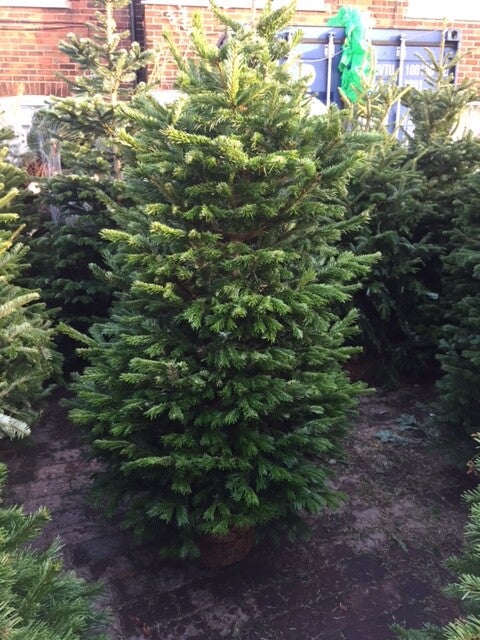225cm - 250cm korean Fir