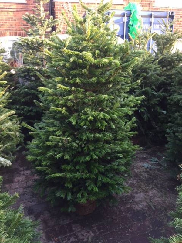 225cm - 250cm korean Fir