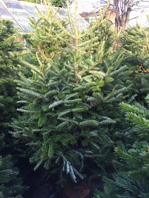 Noble Fir 125 cm - 150 cm