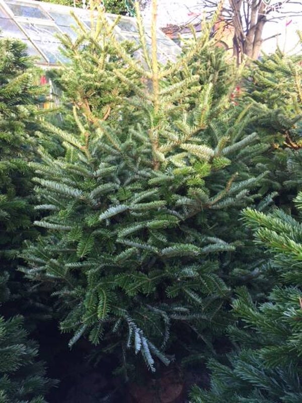 Noble Fir 125 cm - 150 cm
