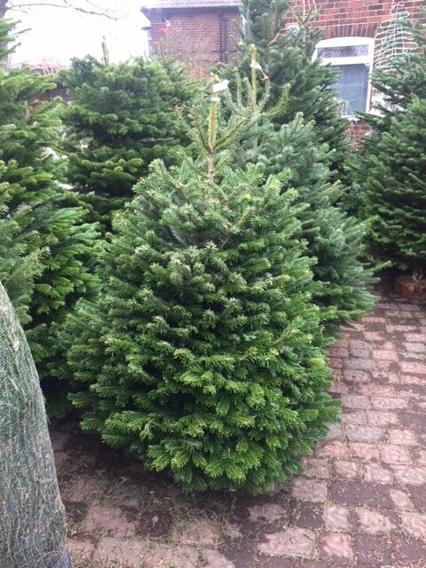 Nordmann Fir 150cm - 175cm