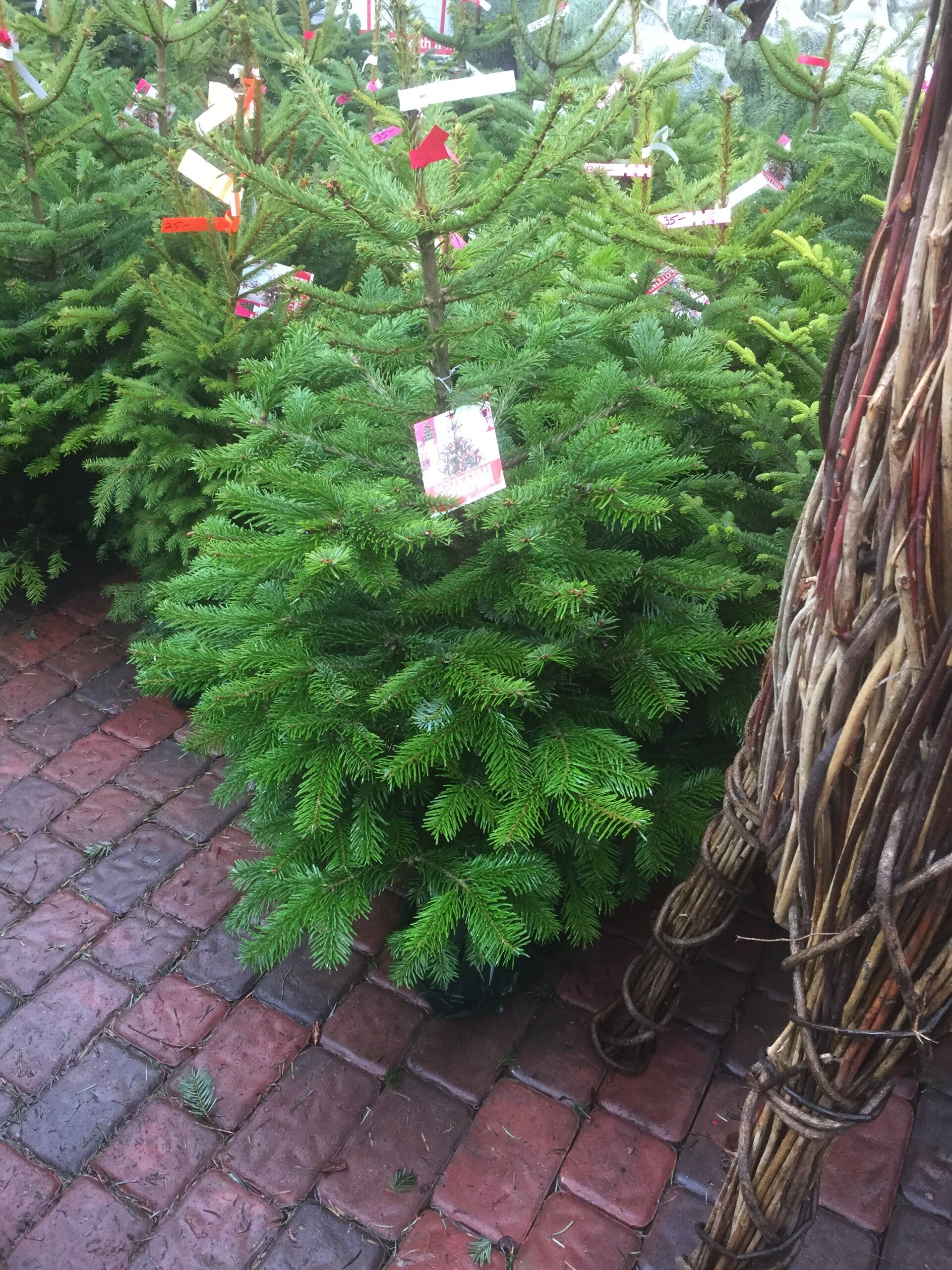 150-175cm TREE FOR LIFE  Grown in the pot